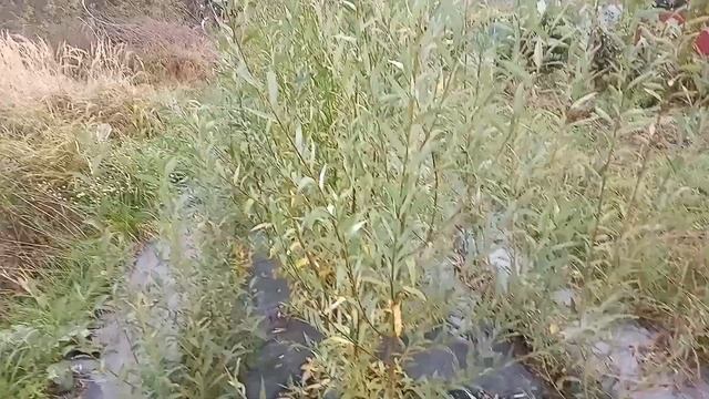 Маточник ивы: сорта, результат 1-го года посадки смотреть онлайн