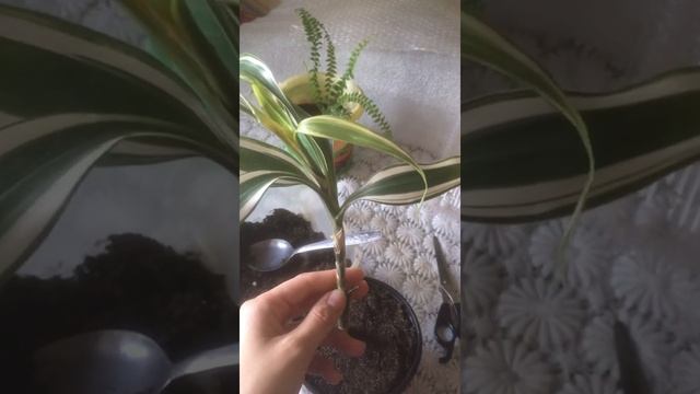 Драцена деремская. Переукоренение и размножение смотреть онлайн