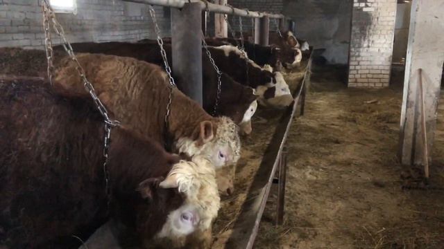 Как привязываем Быков на цепь Самый Лучишь Система￼￼ смотреть онлайн