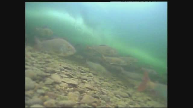 Зимняя рыбалка весной на Алтае_Подводная съемка-туча хариуса_Активатор клёва - Дубинатор смотреть онлайн