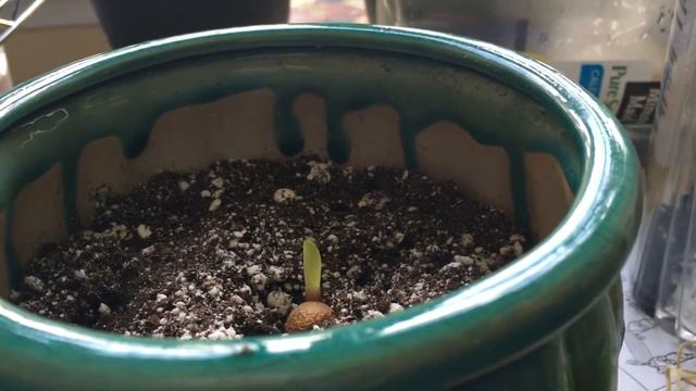 My Clivia Seedlings part 3 смотреть онлайн