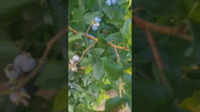 23 июля 21г голубика на северо-западе Подмосковья