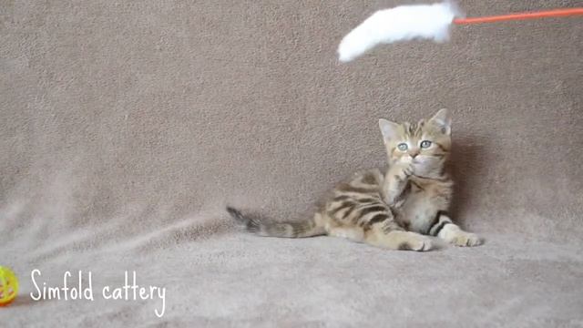 Шотландский котик SFS 71 b 22 смотреть онлайн