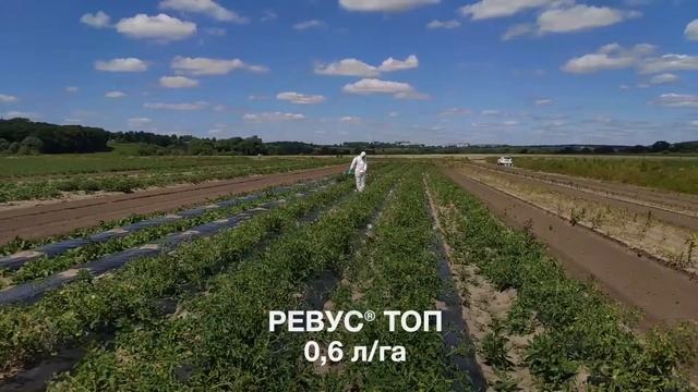 Фунгициды на томатах, Овощной город Коломна смотреть онлайн