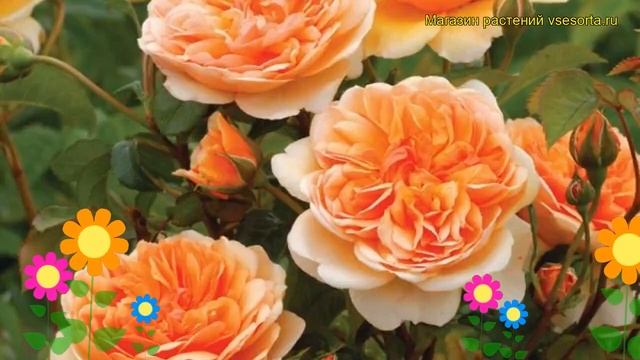 Роза английская кустовая Порт Санлайт. Краткий обзор, описание характеристик Port Sunlight смотреть онлайн