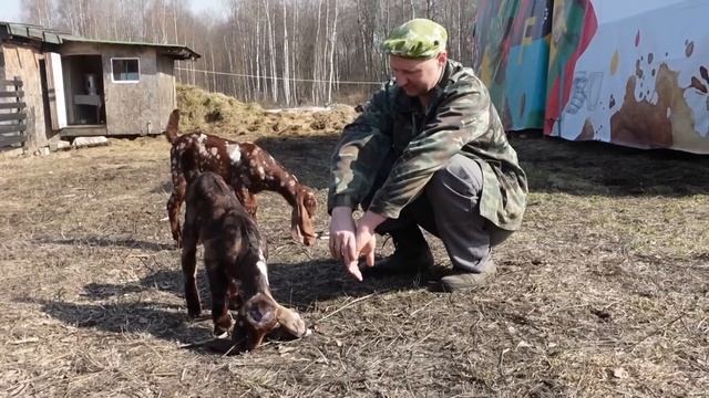 КОЗЛИКИ НЕВЕРОЯТНОЙ КРАСОТЫ смотреть онлайн