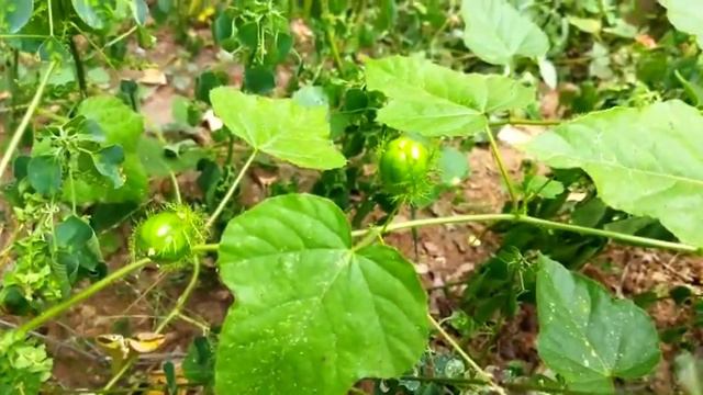 சிறு பூனைக்காலி கொடியின் மருத்துவ பயன்கள் смотреть онлайн