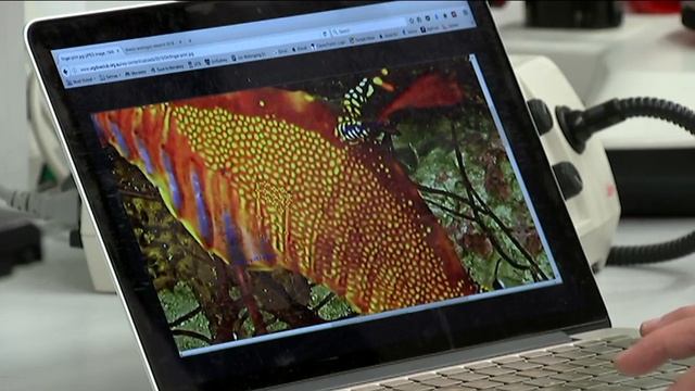 Weedy Seadragon - Behind the News смотреть онлайн