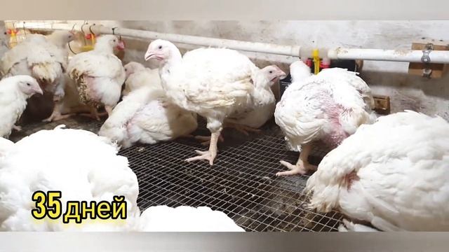 Как растут бройлеры кобб 500 за 2 минуты ( от 0 до 45 дней) смотреть онлайн