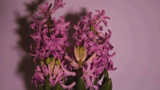 Blooming Hyacinth timelapse | MyWoodLife смотреть онлайн