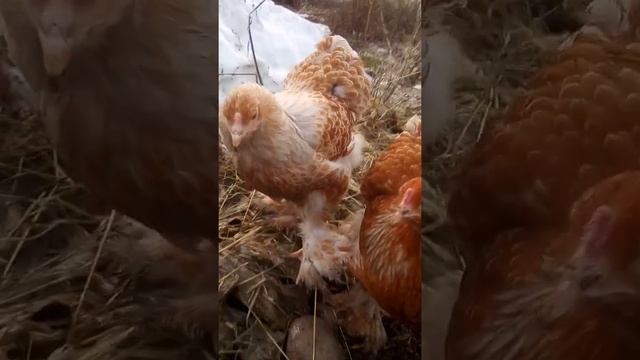 Брама белое золото. Молодежь смотреть онлайн