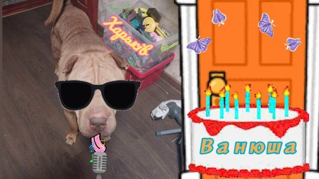 Китайский Шарпей Панч поздравляет с Днём рождения хозяина Ваню 2023 смотреть онлайн