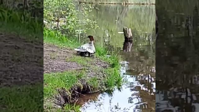 Утка большой крохаль собирает птенцов под крылья смотреть онлайн