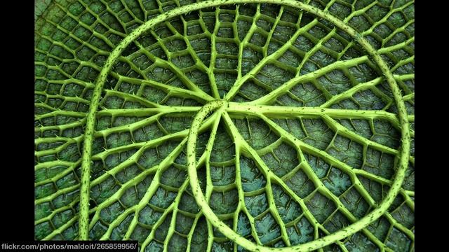 Fractals: a world in a grain of sand | Ben Weiss | TEDxVeniceBeach смотреть онлайн