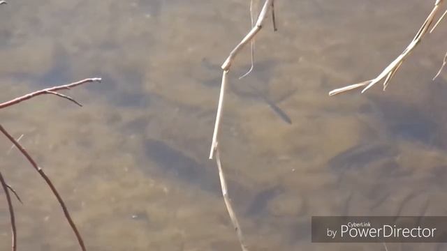 БЫЧОК МАРТОВИК ВЫХОДИТ НА МЕЛЬ ПОГРЕТЬСЯ. 31.03.2019 пос.Днепровский КПК HD смотреть онлайн