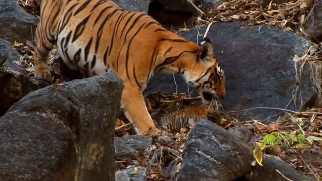 То, как ОТБЛАГОДАРИЛА тигрица лесника, за спасение своих детенышей, тронет вас до глубины души. смотреть онлайн