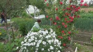 6 соток 10 июля 2023 года. Хроника.