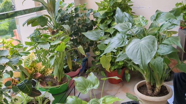 Allocacia cucullata care prepogate//Buddha's palm//dwarf of elephant ear//How to grow. смотреть онлайн