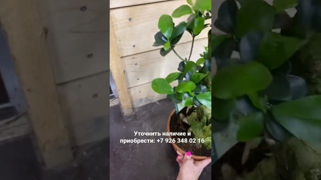 Фикус Микрокарпа Гинсенг S-type 22/55 смотреть онлайн