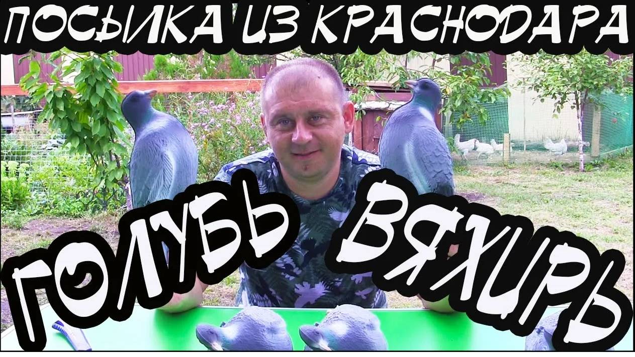 Голубь вяхирь, подготовка к охоте, планы на осенний сезон охоты... смотреть онлайн