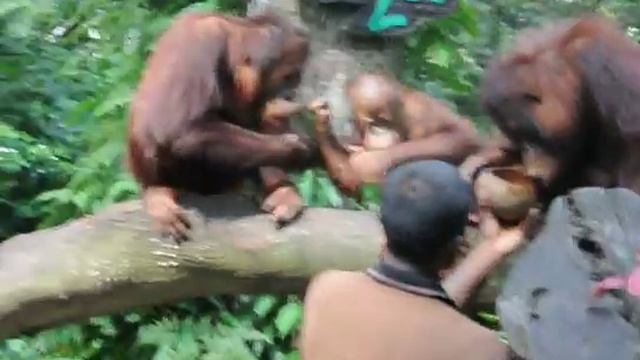 Singapore Zoo, lunch time of Orangutans. обед Время орангутангов смотреть онлайн