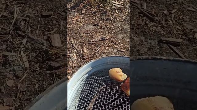 СУПЕР САЛО КОПЧЕНИЕ ГОРЯЧИМ СПОСОБОМ!!! ОШИБКИ ПРИ КОПЧЕНИИ ТРИ ШТУКИ :)!!! смотреть онлайн