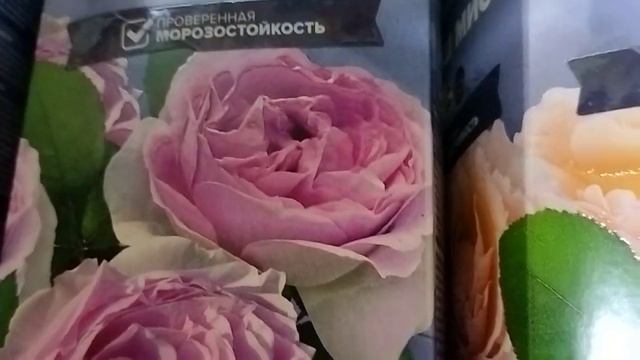 Роскошные розы для любимого сада! смотреть онлайн