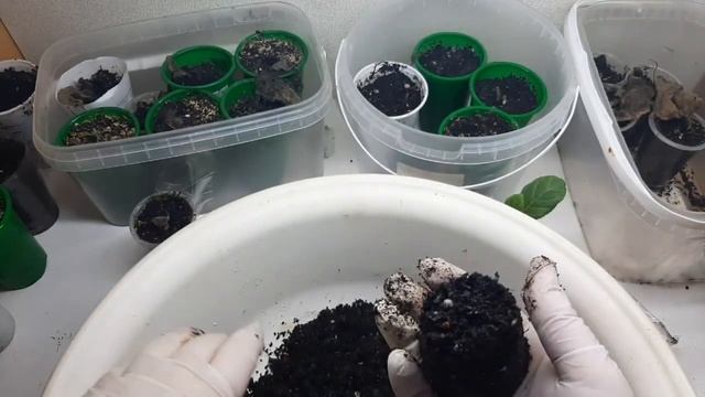 Клубни глоксиний/проснулись/как посадить/автополив глоксиний/ смотреть онлайн