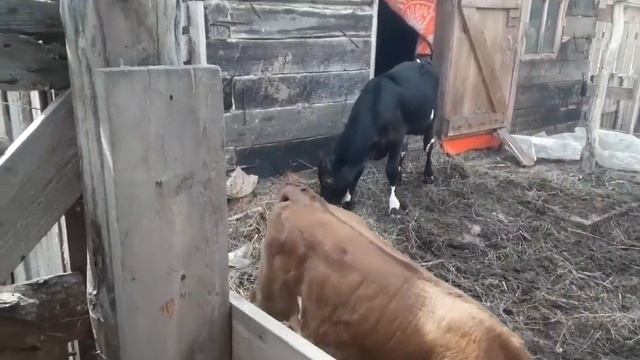 Коровы в охоте. Телят выпустили в загоне побегать!. смотреть онлайн