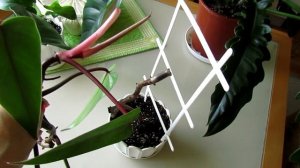 Филодендрон краснеющий. Дубль 2..)