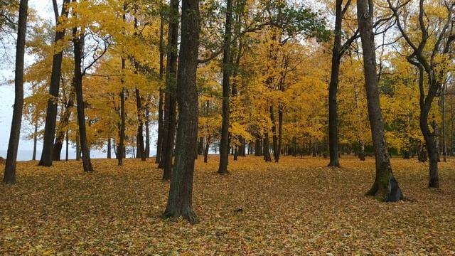 Осень...листопад в парке смотреть онлайн