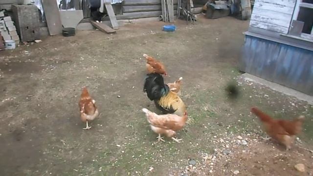 Куры и кошка