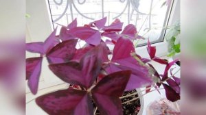 Цветок бабочка уход в домашних условиях  #комнатныецветы#кислицаоксалис##