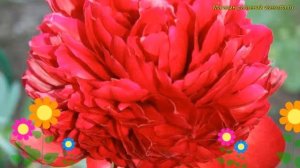 Пион молочноцветковый Рэд Спайдер. Краткий обзор, описание paeonia lactiflora Red Spider