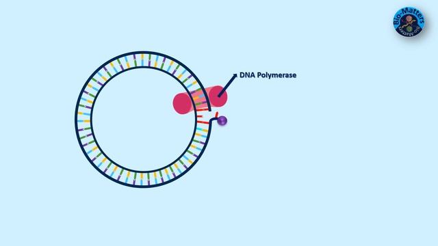 Rolling Circle Replication | Molecular Biology | Bio-Matters смотреть онлайн
