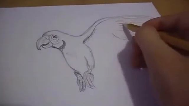 Как нарисовать попугая. смотреть онлайн