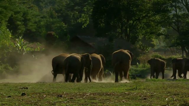 Cute Animals And Baby Animals