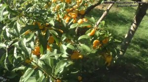 Очеь сладкая,очень урожайная и совсем не прихотливая алыча Злато скифов