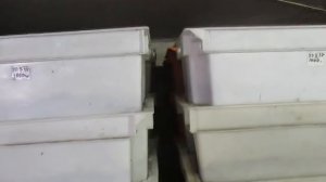 Сколько дендробены можно держать в ящике .