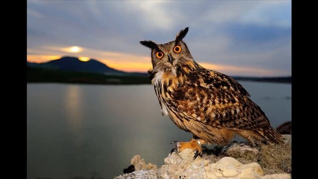 Окружающий мир 2 класс ч.2, Перспектива, с.52-55, тема урока "Охрана природы зимой" смотреть онлайн