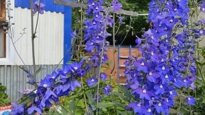 Дельфиниумы от "А" до "Я".