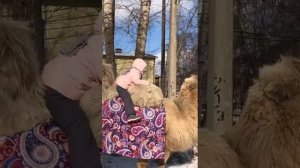 Ника прокатилась на верблюде😃👏👏