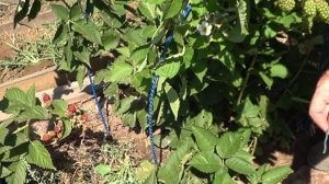 Съемная опора для ежевики за 5 минут вместо капитальной шпалеры