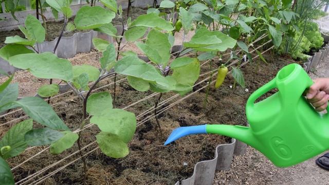 Выращивание баклажанов в теплице смотреть онлайн