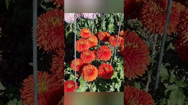 Хризантемы ... Много хризантем! Никитский ботанический сад ноябрь 2023. смотреть онлайн
