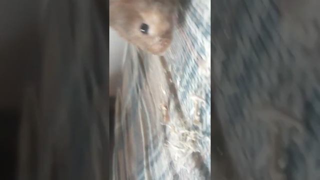 Henry Earl the Hamster смотреть онлайн