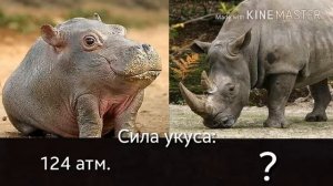 Носорог против бегемота.