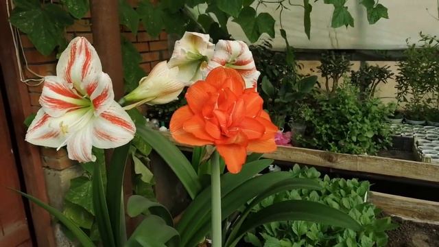 Гиппеаструм: цветение 2 смотреть онлайн