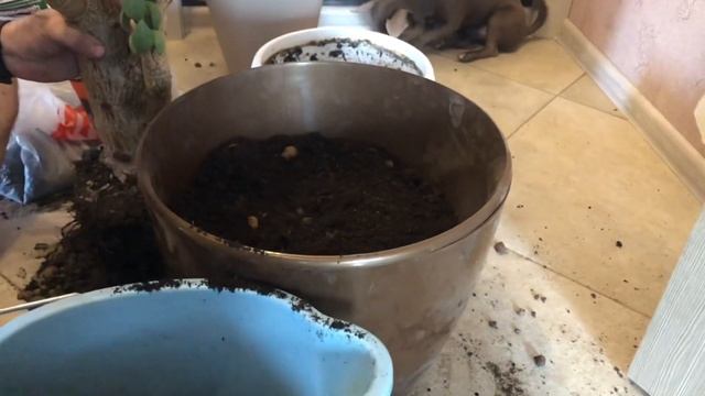 Денежное дерево 10-15 лет. Большое. Толстое. Пересадка. Толстянка. смотреть онлайн