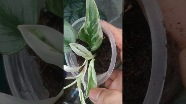 Scindapsus Treubii Silver Moonlight Milk Variegata - Fazza Nursery - Popular Plants